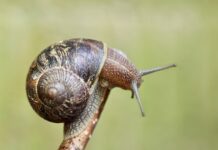 Gdzie znajduje się czujnik świateł cofania?