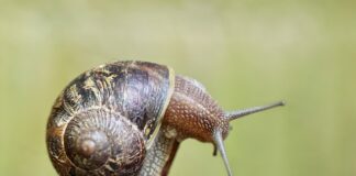 Gdzie znajduje się czujnik świateł cofania?